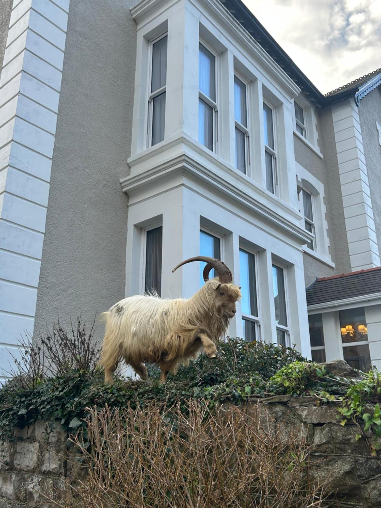 Lansdowne House With Private Car Park Hotell Llandudno Exteriör bild